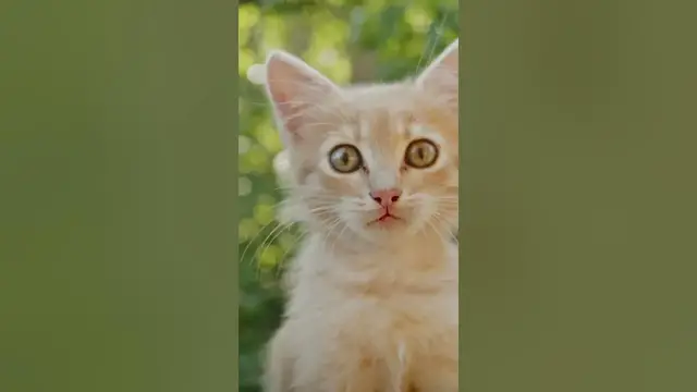 Video thumbnail for It’s believed that catnip can make cats crazy #shorts