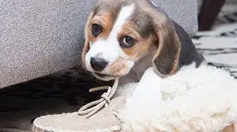 Video thumbnail for Is a Beagle the right choice for a first-time dog owner?