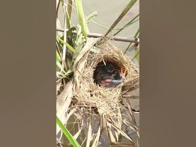 Video thumbnail for All Bird Babies   #birdwatching #nature #birdparents #birdspotting #birdslover #birdwatchinglife