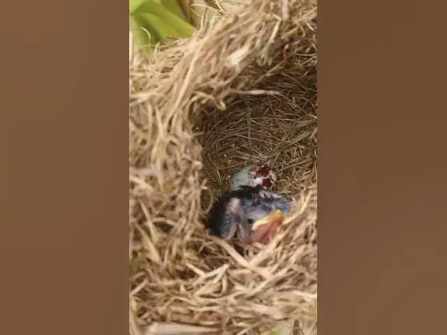 Video thumbnail for Babies Bird Cyies Signle AP#007 #nestegg #egglaying #satisfying #nestling  #birds #baby  #nature