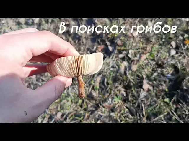 Video thumbnail for Грибы и не только