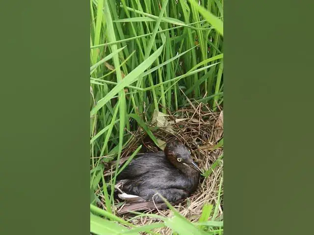 Video thumbnail for Top Mergansers Bird Wild in Nest at Field    #animals #nature #birds #bird #pets #aviary #cute #anim