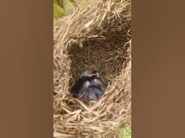 Video thumbnail for Babies Bird Cyies Signle AP#006 #nestegg #egglaying #satisfying #nestling  #birds #baby  #nature