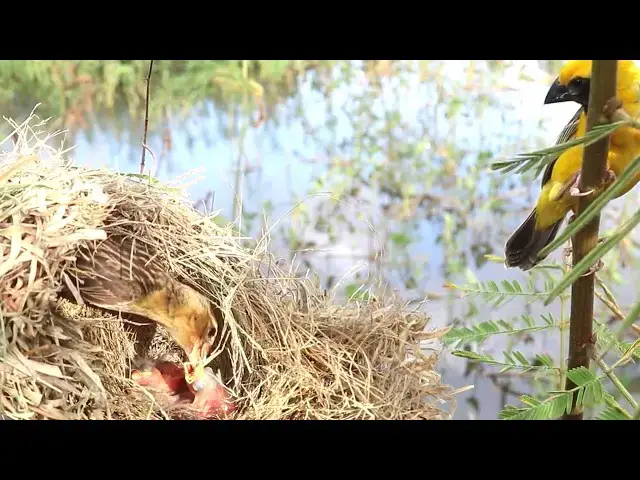Video thumbnail for The Bird Yellow Browed Sparrow: A Fascinating Sight! // Habits of Sudan's Golden Sparrow in the Wild
