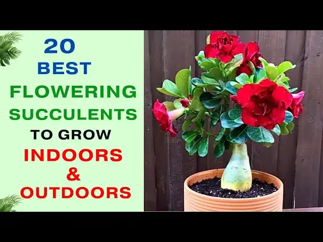 'Video thumbnail for 20 Best Flowering Succulents To Grow Indoors and Outdoors | Indoor Flowering Succulents'