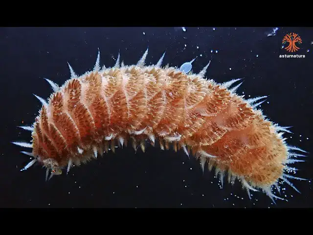 Video thumbnail for Harmothoe areolata