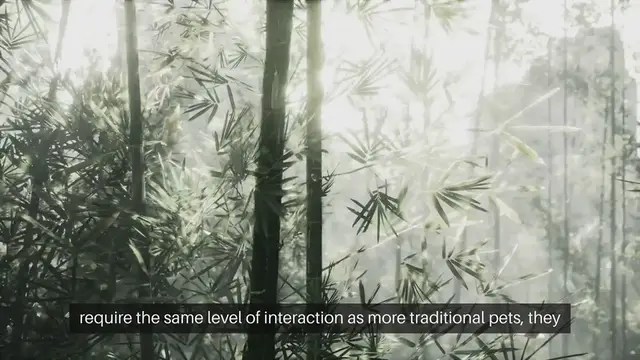 Video thumbnail for Caring for Pet Insects