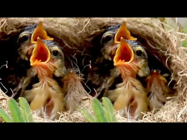 Video thumbnail for In nest baby's cuckoo bird wait to eat food on nest now