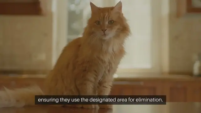 Video thumbnail for Housebreaking Kittens