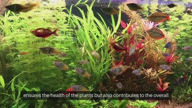 Video thumbnail for Aquarium Plant Care