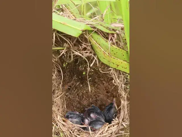 Video thumbnail for Baby Greater coucal Birds Very hungry in Nest EP#039 #birds #beautifulbird #wildlife #birdspecies #n