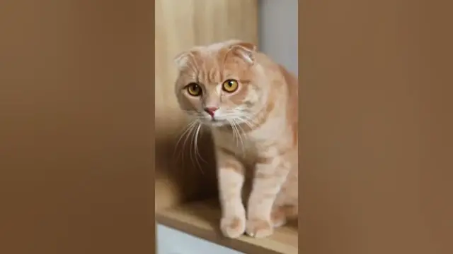 Video thumbnail for Despite popular belief, many cats are actually... #shorts