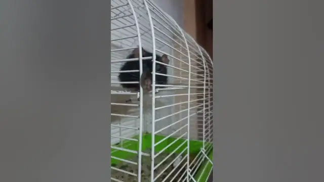 Video thumbnail for Are Rats a Good Pet?