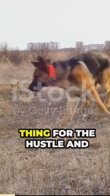 Video thumbnail for Breed all about it