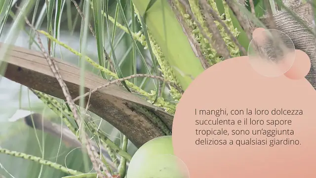 Video thumbnail for Come piantare un seme di mango e farlo crescere con successo in vaso