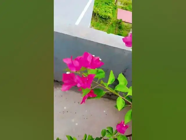 'Video thumbnail for my office yard❤️❤️'