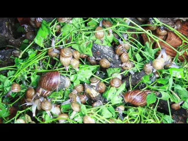 Video thumbnail for 🐌 Snails, 🐌 snial alot eating fruits now 🦈 | 𝑴𝒆𝒕𝒉𝒐𝒅𝒔 #𝟗𝟔9015