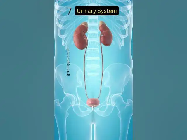 Video thumbnail for 11 Human Organ Systems