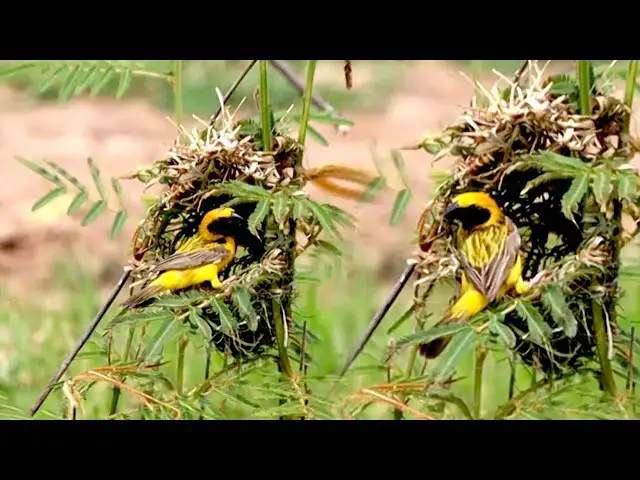 'Video thumbnail for Wild golden bird of mother bird, get grass to made nest'