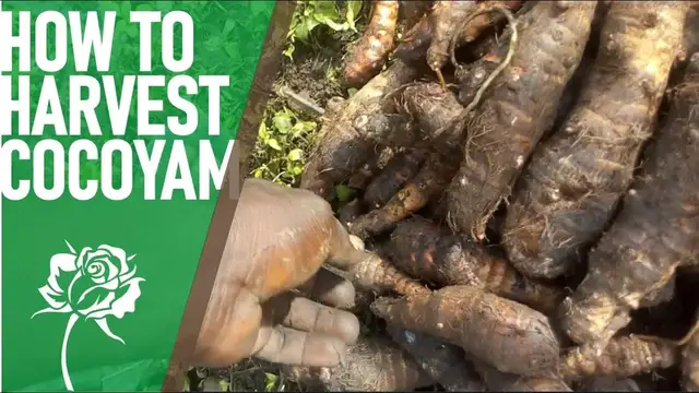 Video thumbnail for Harvesting Cocoyam and Preparing Cocoyam with Kontomire Stew