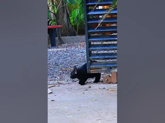 Video thumbnail for Oh Black Cat  #cat #cateat #viralcat #topcat #catlife #shortcat  #fredingcat