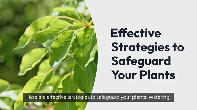 Video thumbnail for Protecting Plants During Extreme Heat