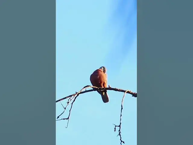 Video thumbnail for Top Female Dove bird EP.056 #babyanimal #nature #avian #babybird #rainsounds #avianlife