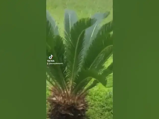 Video thumbnail for Hurricane IDA winds knock down a tree in Baton Rouge, Louisiana