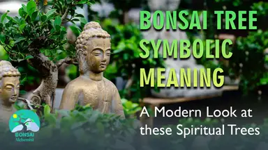 'Video thumbnail for Bonsai Tree Symbolic Meaning: A Modern Look at these Spiritual Trees'