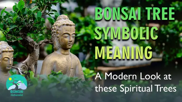 'Video thumbnail for Bonsai Tree Symbolic Meaning:  A Modern Look at these Spiritual Trees'
