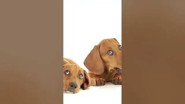 Video thumbnail for Adorable dachshunds #dachshund #dachshundpuppy