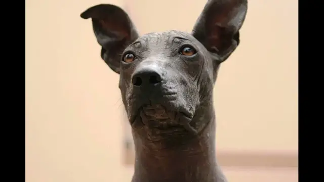 Video thumbnail for Peruvian Inca Orchid: Care and Health