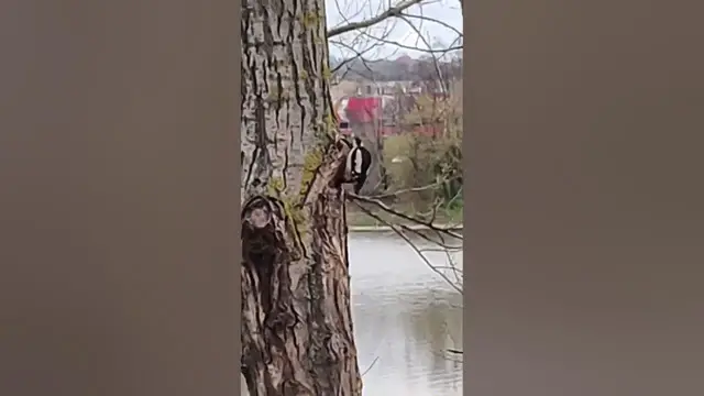 Video thumbnail for How do I find out what kind of bird this is? #shorts