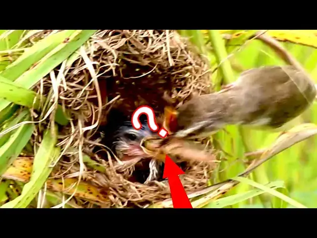 Video thumbnail for Feeding Frenzy: The Cuckoo Chick's Mealtime Battle  [ @ViralBirdNest  ]
