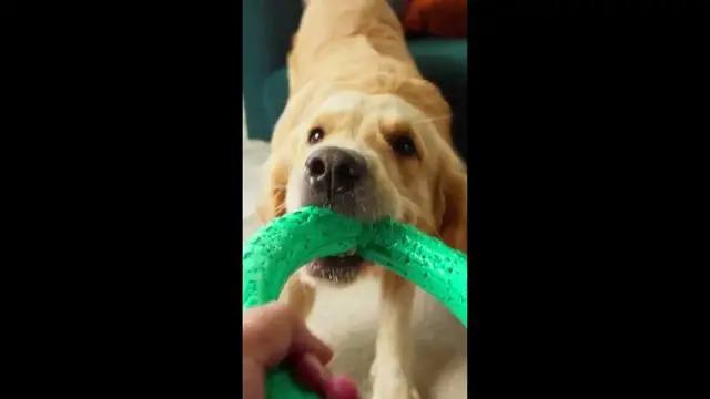 Video thumbnail for Tug-of-War Is OK for Most Dogs #shorts