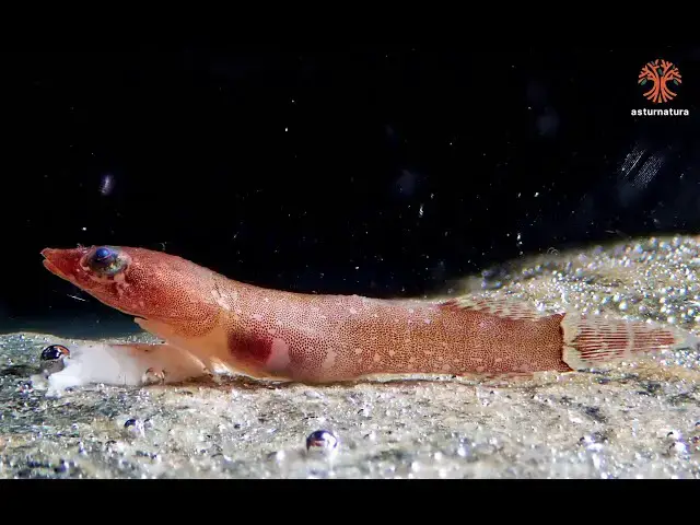 Video thumbnail for Diplecogaster bimaculata