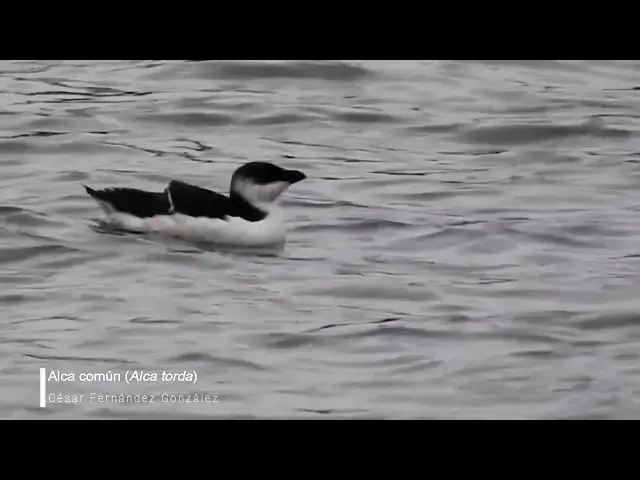 Video thumbnail for Alca común (Alca torda)