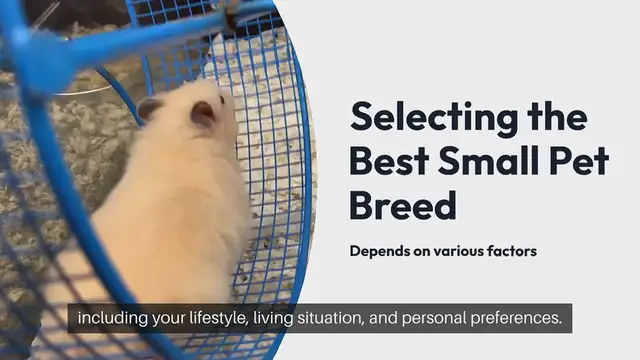 Video thumbnail for Best Small Pet Breeds