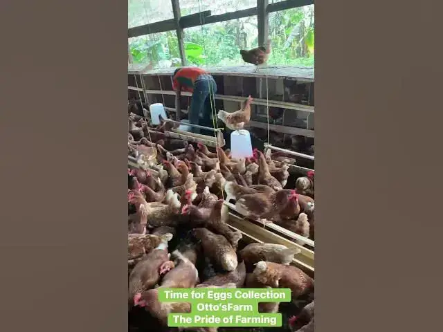 Video thumbnail for 🥚💛 Time to Collect Eggs — The Harvest of Poultry Farming!