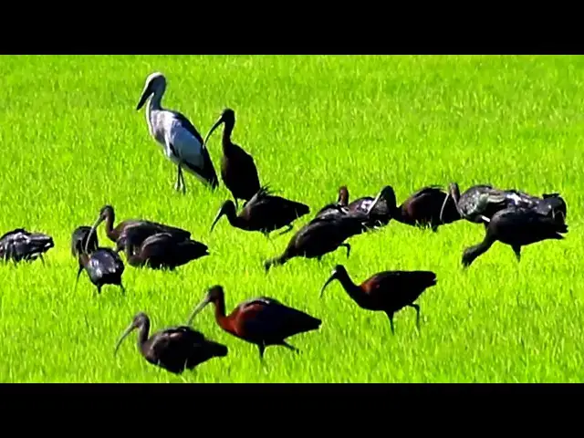 Video thumbnail for Amazing Bird Catch Crab or Insect Eat in field - baby birds eating