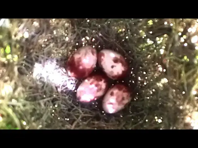 Video thumbnail for Egg White-crowned Sparrow Gets Fed in Nest  @ViralBirdNest