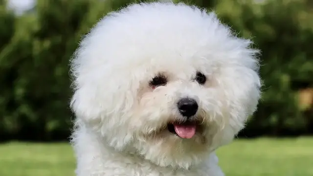 Video thumbnail for Bichon Frise Dog Breed: Pros & Cons