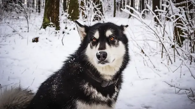 Video thumbnail for Alaskan Malamute Dog Breed: Pros & Cons
