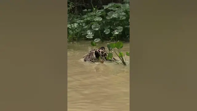 Video thumbnail for Where does the Panthera onca live? #shorts