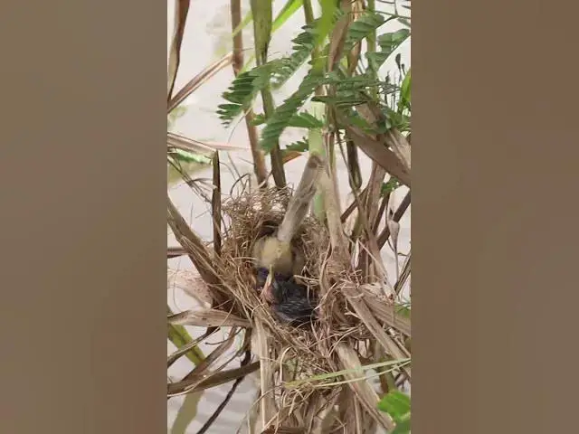 Video thumbnail for Female Catch Insect to feed baboes in nest EP#074 #birdslover #birdwatch #wildlife #nature #birds #A