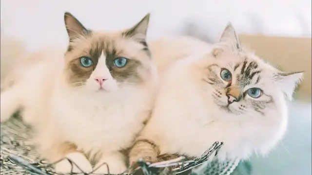 Video thumbnail for Two Cats in the House: Pros & Cons