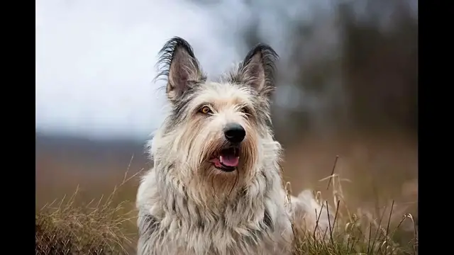 Video thumbnail for Diet of the Berger Picard