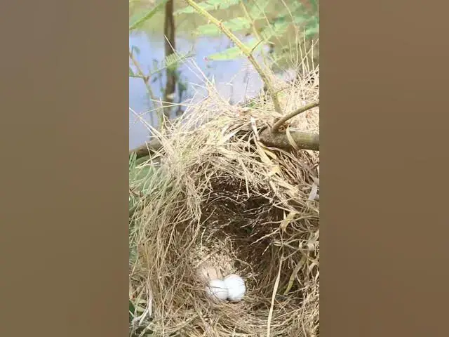 Video thumbnail for #birds #topbird #birdspotting #birdslover #birdwatch #wildlife #birdwatching #nature #birdfeeding #b