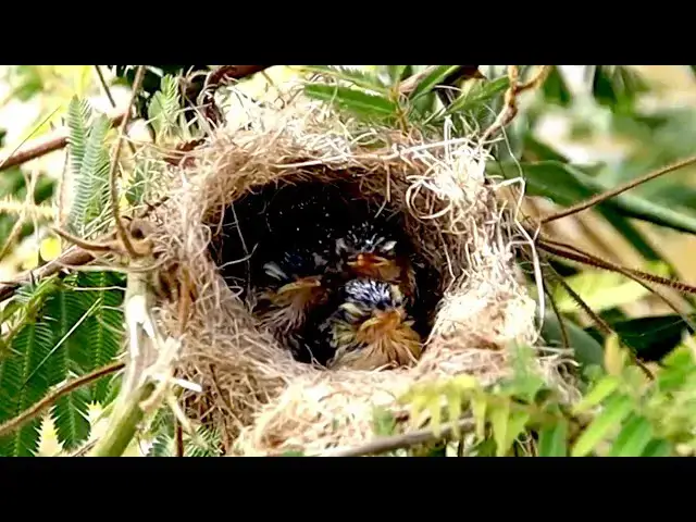 Video thumbnail for Cuckoo sparrow bird baby trying fly from nest after eat