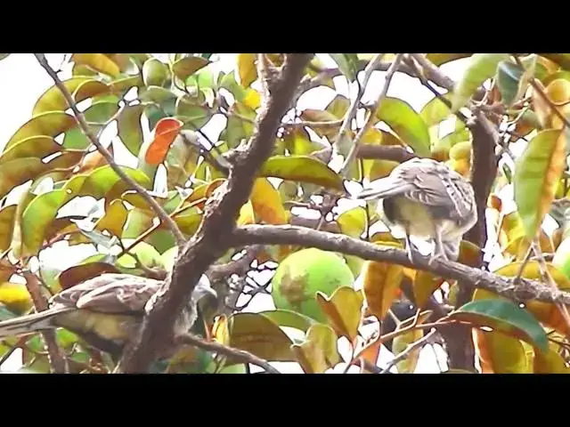 Video thumbnail for Top wild dove on nest | female or male dove